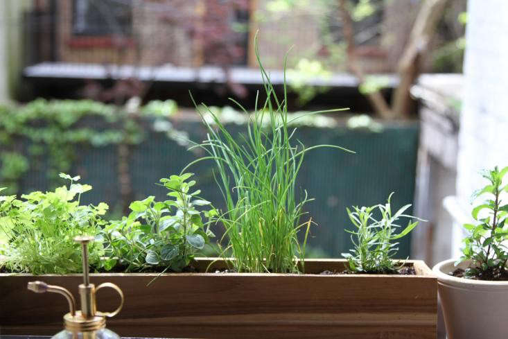 DIY: ShadeTolerant Herbs To Grow in Your Apartment: Gardenista