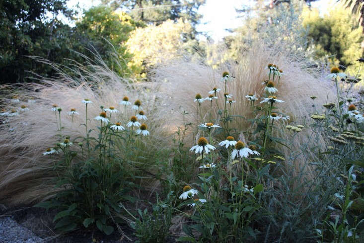 Gossamer Gardens: 12 Ideas for Landscaping with Mexican Feather Grass