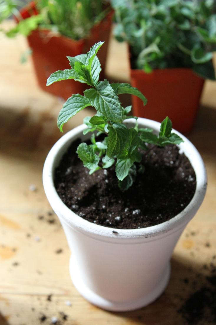 DIY: Shade-Tolerant Herbs To Grow in Your Apartment