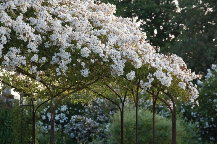 For the center of Sissinghurst&#8\2\17;s White Garden, Sackville-West chose Rosa mulliganii.  The rambling rose is supported on a framework designed by Vita’s son Nigel Nicolson. Photograph by Jonathan Buckley. For more, see Required Reading: Vita Sackville-West&#8\2\17;s Sissinghurst.