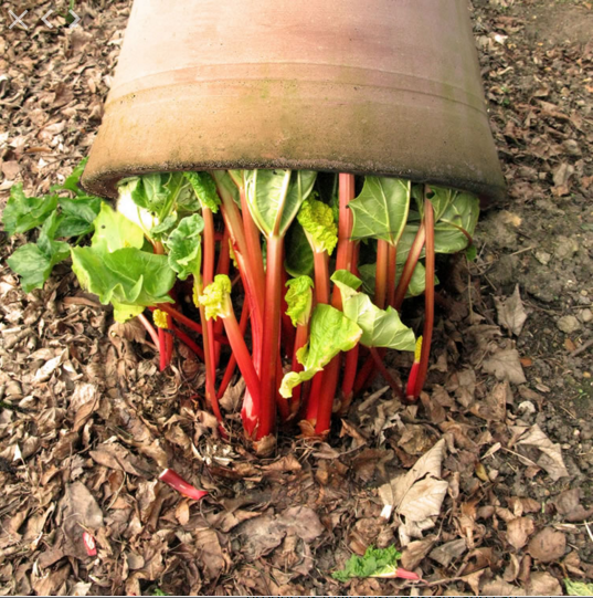 rhubarb-forcer-in-garden-gardenista