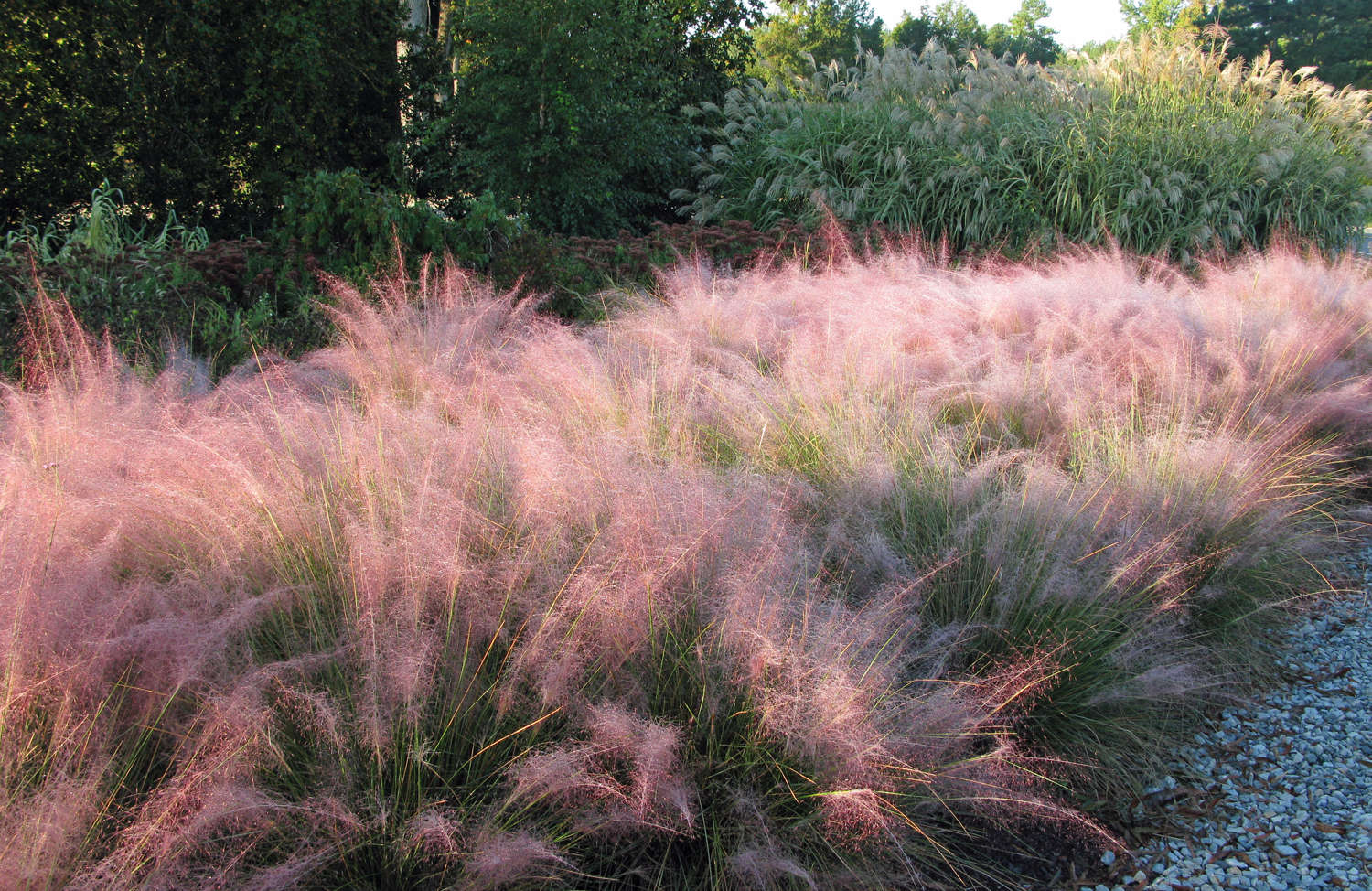 Pink Grasses 11 Ideas for Muhlenbergia in a Landscape