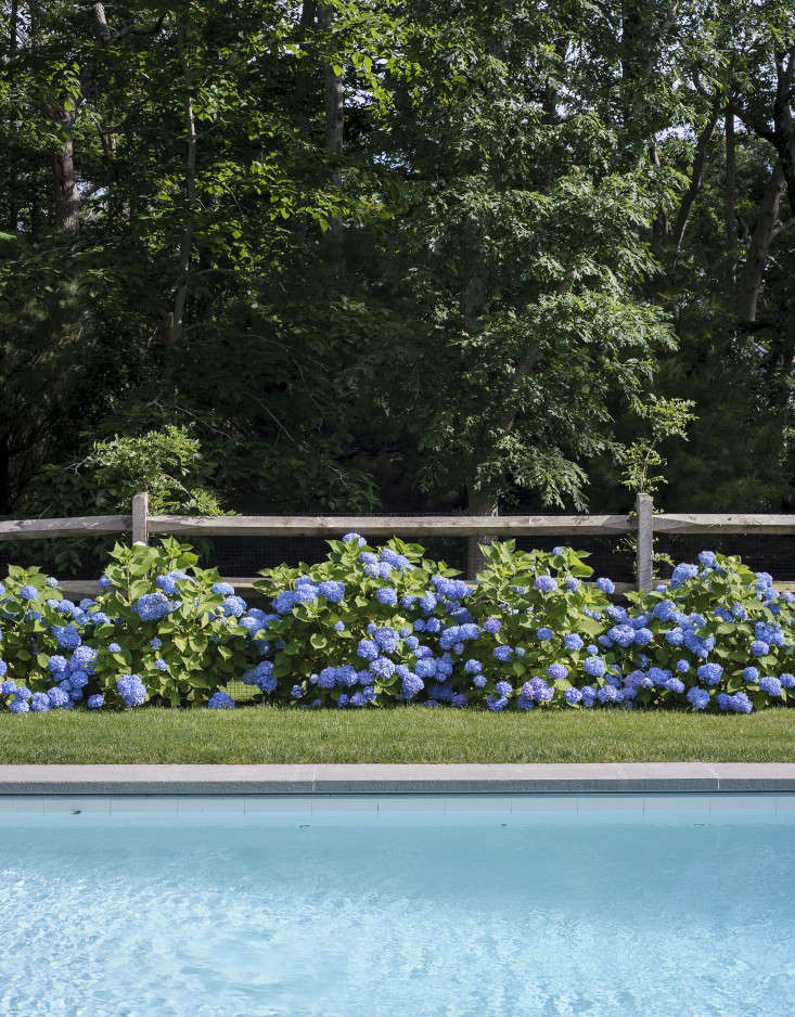 tiina-laakonen-hamptons-NY-swimming-pool-hydrangeas-gardenista