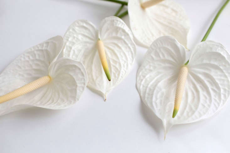 Gardenista-anthuriums-sophia-moreno-bunge-close-up