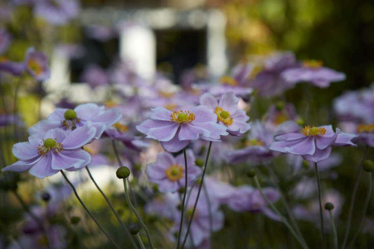 anemones-white-britt-willoughby-dyer-gardenista-BN2A0148