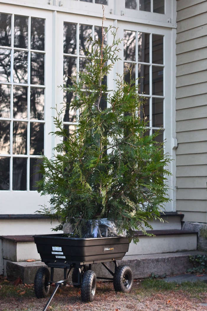 DIY: Plant Your Christmas Tree in the Garden - Gardenista