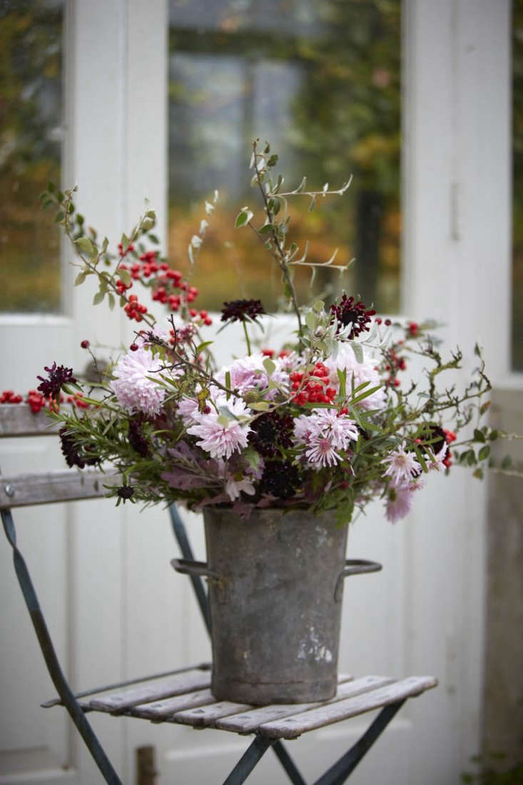 An early winter arrangement with red berries of cotoneaster, handfuls of rosemary, and dark scabious ‘Black Knight’.