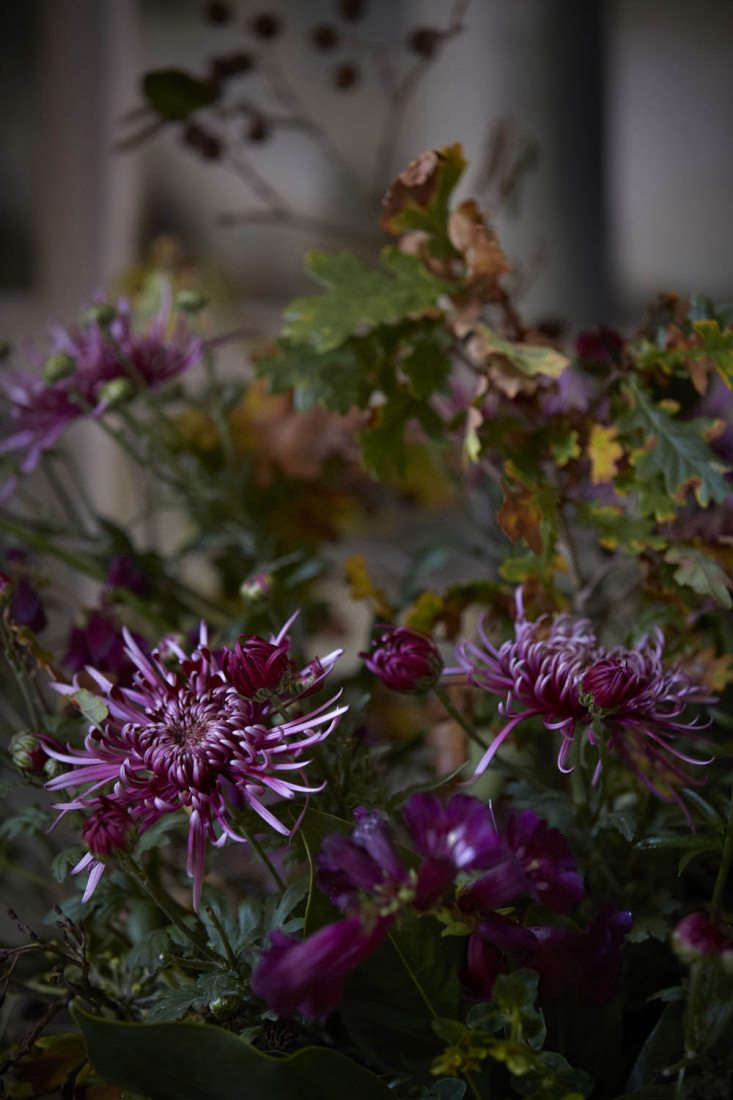 Spider chrysanthemum ‘Saratox Lilac’ is offset with leaves of oak, these ones Turkish oak, with a finer leaf and a more eastern look than that of English oak.