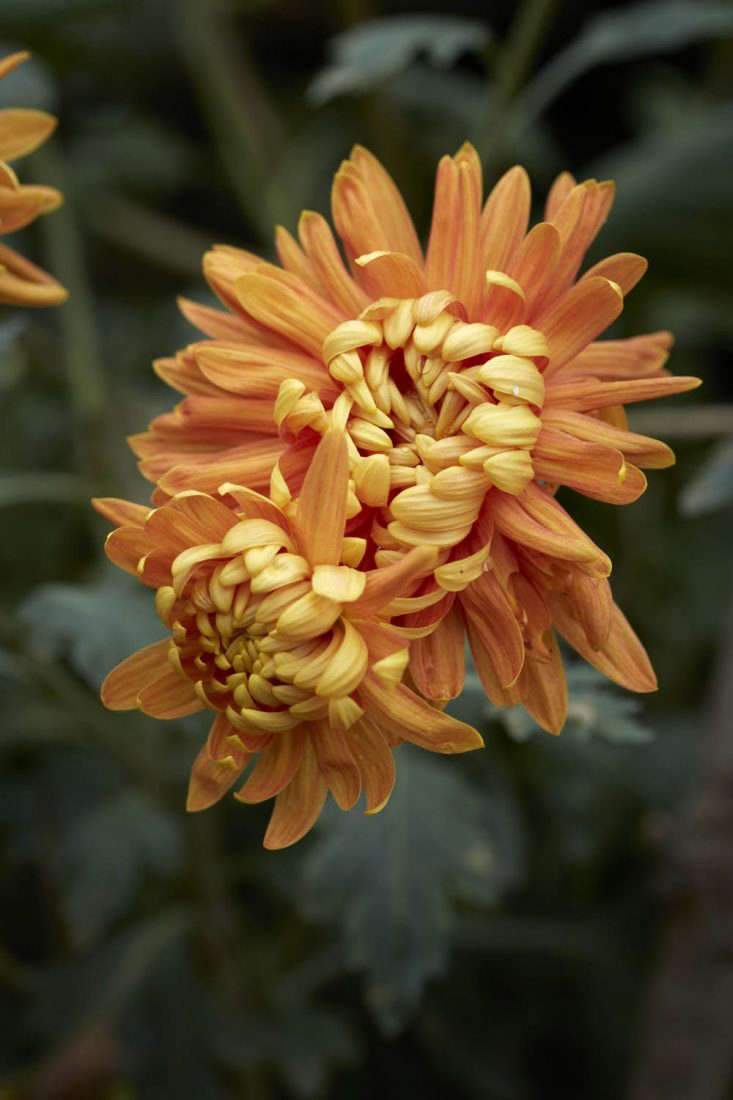 Chrysanthemum &#8\2\16;Orange Allouise&#8\2\17;.