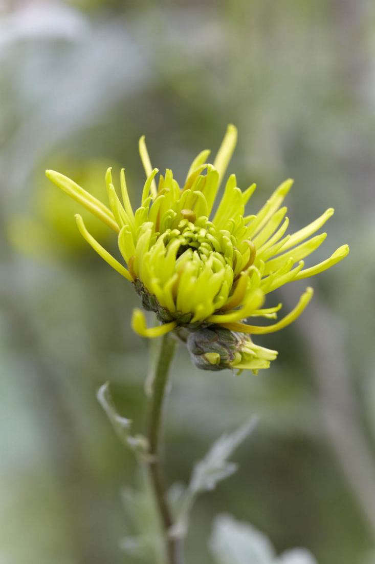 ‘Shamrock’, a green spider chrysanthemum.