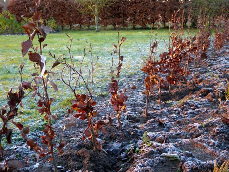 Photograph by Clare Coulson, from Landscaping \10\1: How to Plant a Bare Root Hedge.