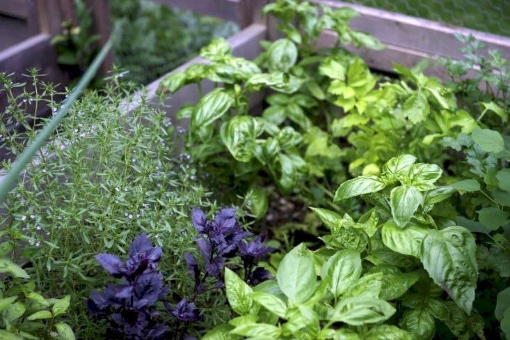 Something as small and simple as a raised-bed herb garden can be deeply satisfying. Photograph by George Billard, from Garden Visit: A Cook’ Garden in Upstate New York.
