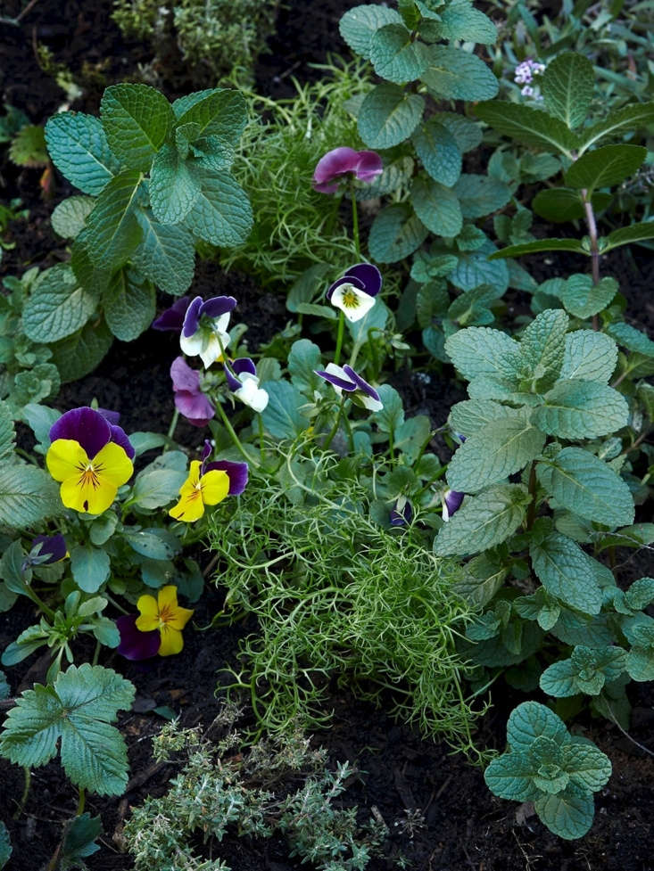 The Garden Decoder: What Is ‘Companion Planting’?
