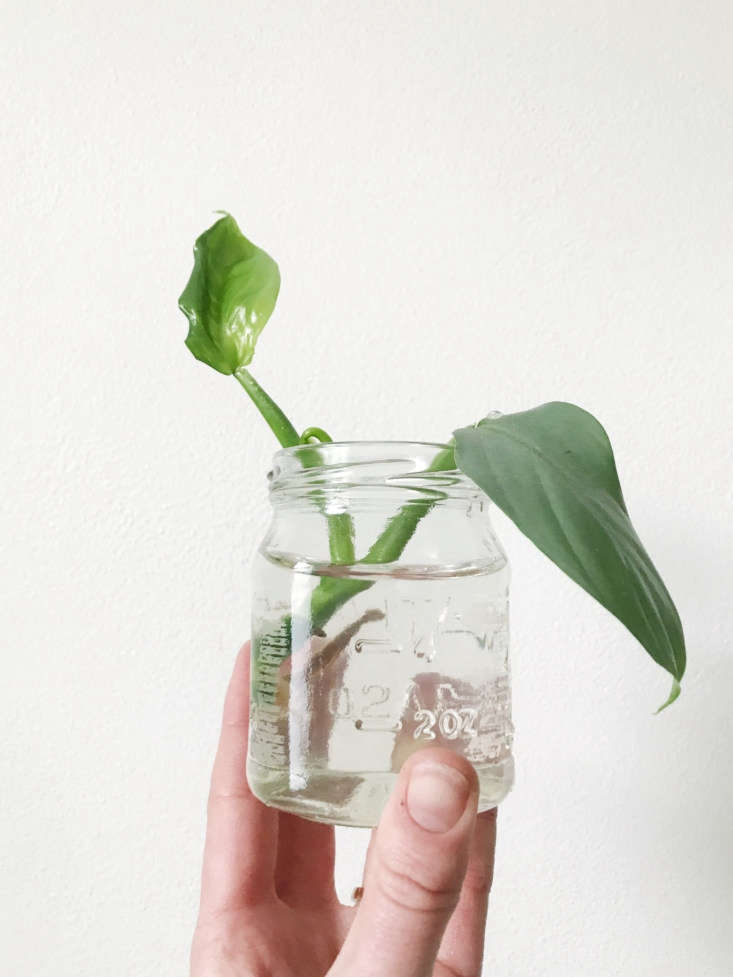 A pothos cutting at a plant swap in Portland, Oregon. See The New Sharing Economy, Plant Swap Edition.