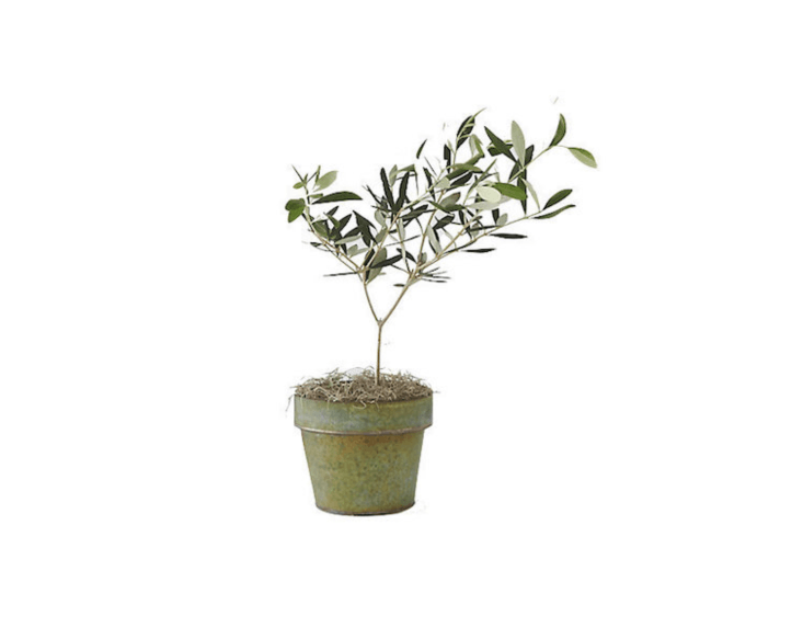 a similar \14 inch high live olive tree (in a black metal pot, not shown) is \$ 20