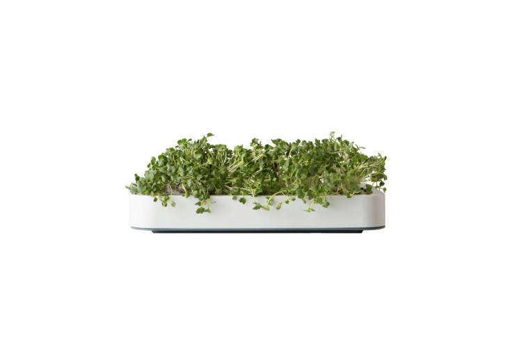 10 Easy Pieces: Countertop Vegetable-Growing Kits
