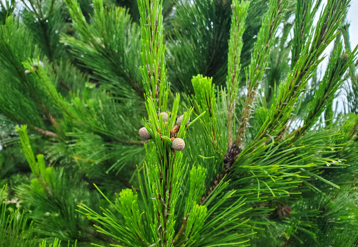 Pine Cone Jam: A Surprising Foraged Treat