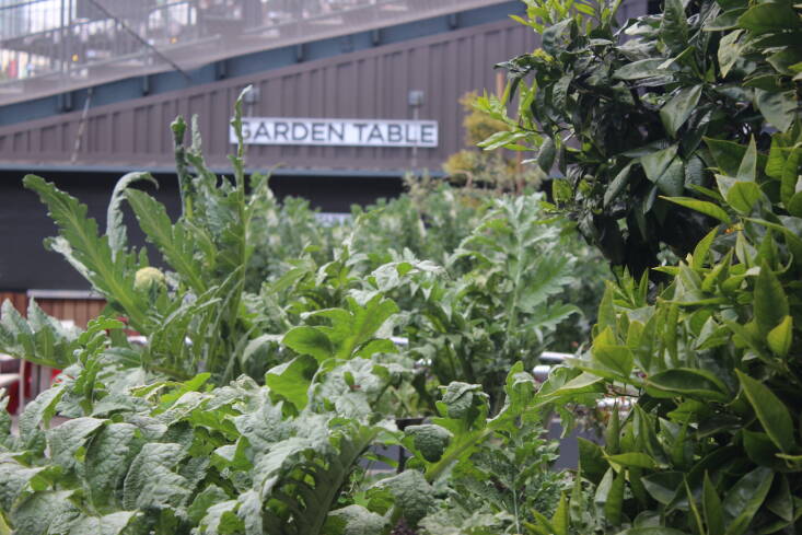 Garden Visit: The Edible Garden at Oracle Park