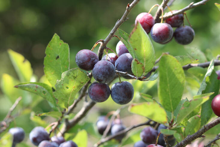 Beach Plum: A Resilient Native Shrub for Flowers, Fruit, and Gin