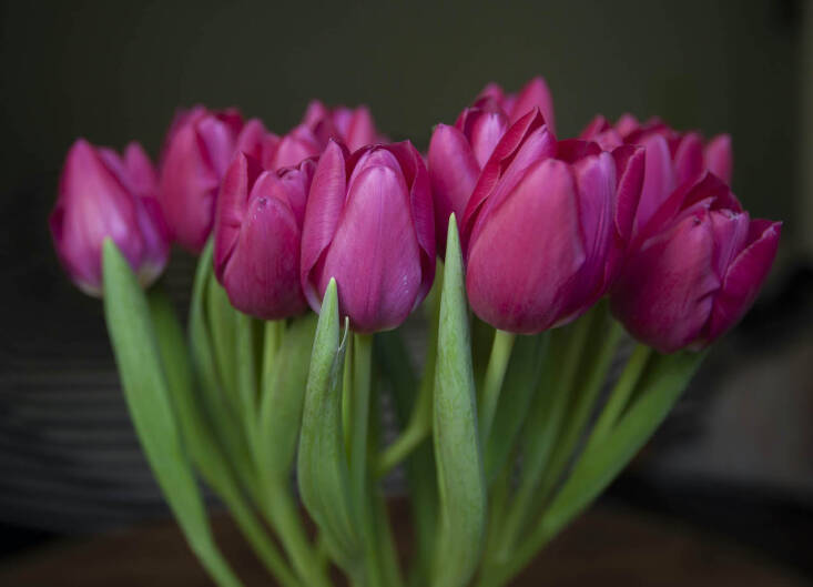 february tulips photo jim powell