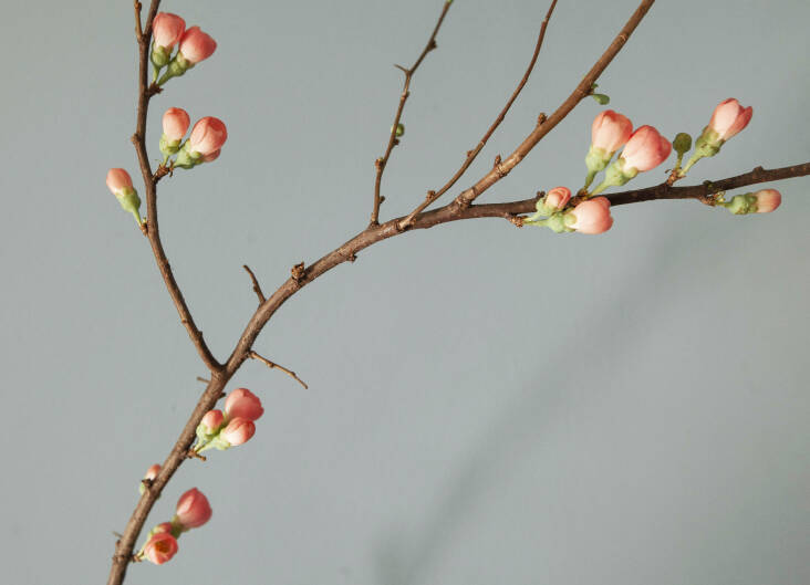 flowering quince 2 photo jim powell