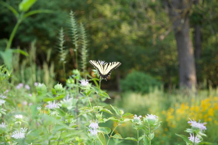 Swallowtail Monarda, Garden by Refugia