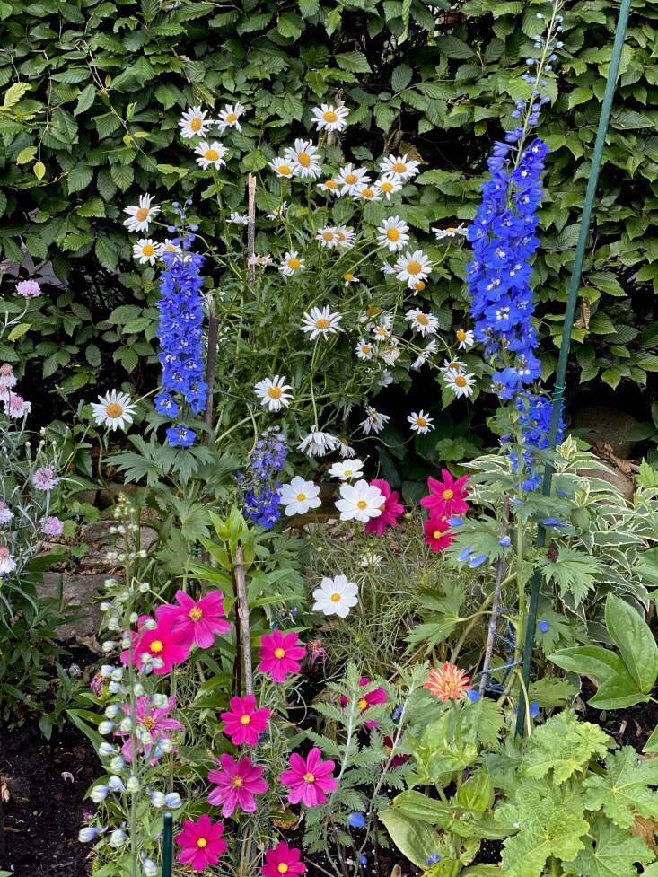 A spot of bright color in Goldstein’s garden includes vibrant delphiniums, hot pink cosmos, and daisies—all framed against the hornbeam hedge.