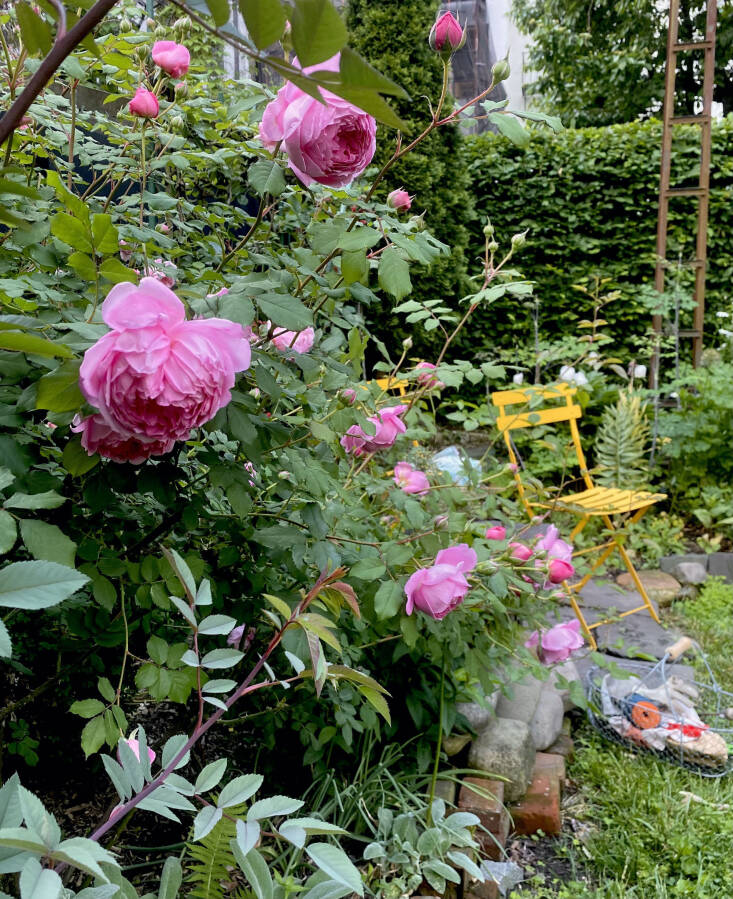 Goldstein painted a construction fence black and planted a ‘Huntington’ rose, in front of it with soft grey-green lamb’s ears at the base. “I like roses with distinctive petals,” she says.