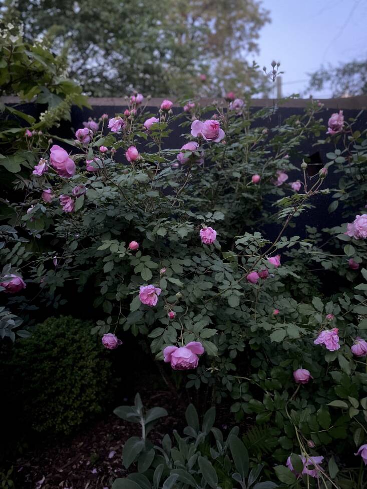 ‘Huntington’ rose, a repeat-flowering English shrub, almost glows in the twilight.