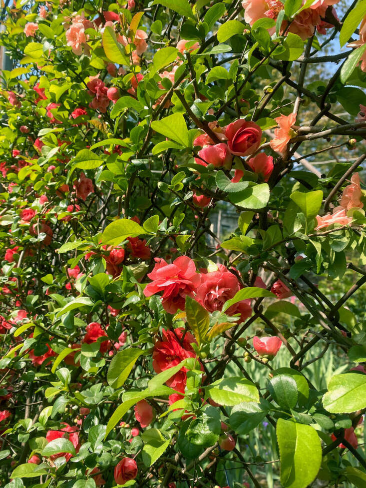 Beautiful gardening decisions can often result from tackling a problem. To hide a chain-link fence, Goldstein wove an ombre of vigorous, flowering quinces in between the links. When they bloom in May, the fence goes from red to coral pink to apricot. The effect is magical.