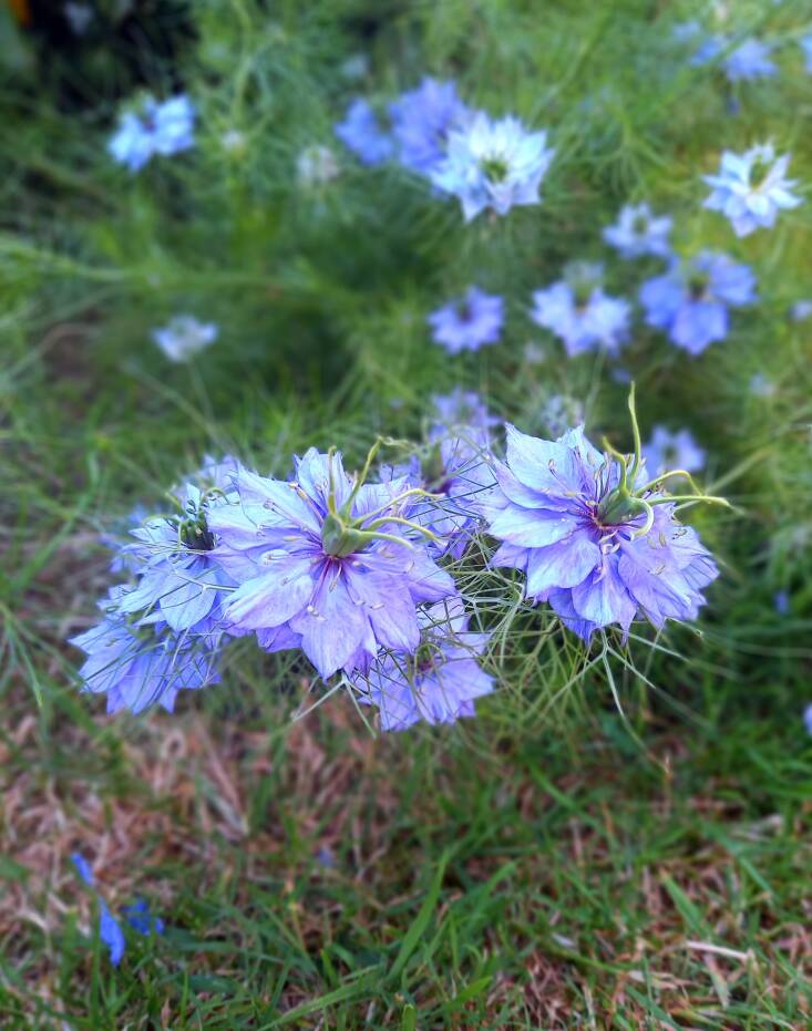 The seeds of love-in-a-mist are edible. Photograph by It&#8\2\17;s No Game via Flickr. See Gardening \10\1: Love-in-a-Mist.