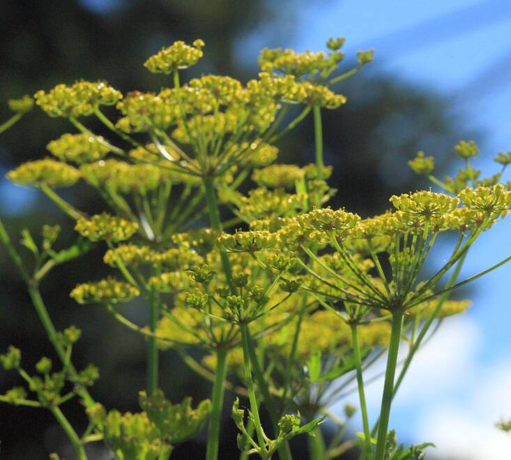 Parsnip flowers are umbel-shaped. Photograph by Naturalflow via Flickr.