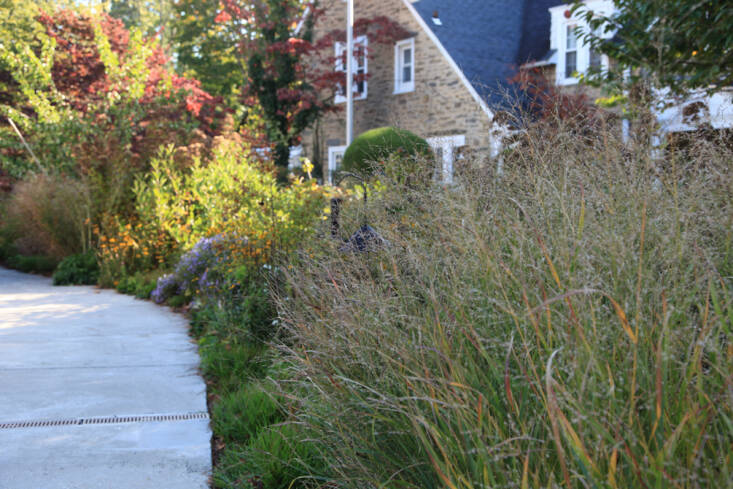 Refugia uses switchgrass, like Panicum virgatum &#8\2\16;Shenandoah&#8\2\17; seen here in the foreground, in its rain gardens because its dense clumps slow water down and its vigorous root system helps water soak back into the ground.