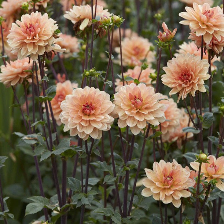 Dahlia &#8\2\16;Apricot Desire&#8\2\17; is \$\26.\29 for \2 bulbs at Eden Brothers.