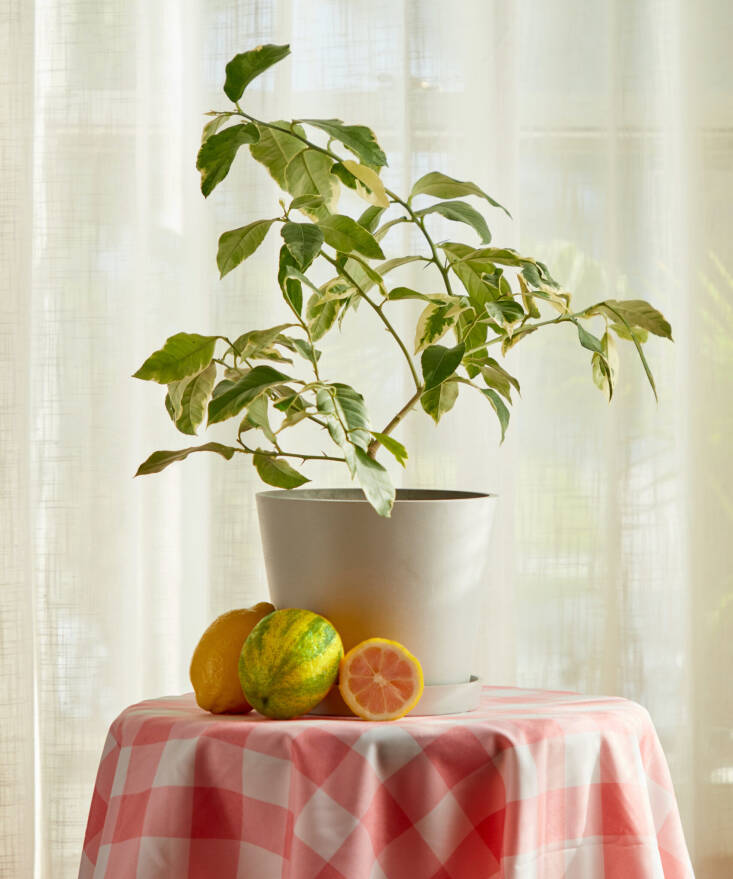 The Variegated Pink Lemon Tree from Bloomscape is sold out until spring \20\24; \$79.