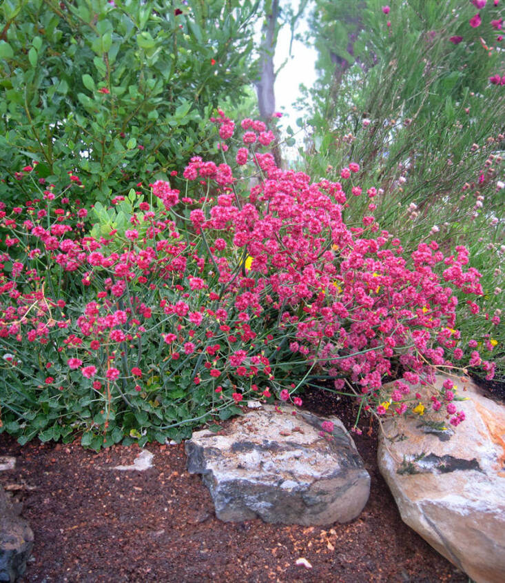 Red Buckwheat via annie's Annuals