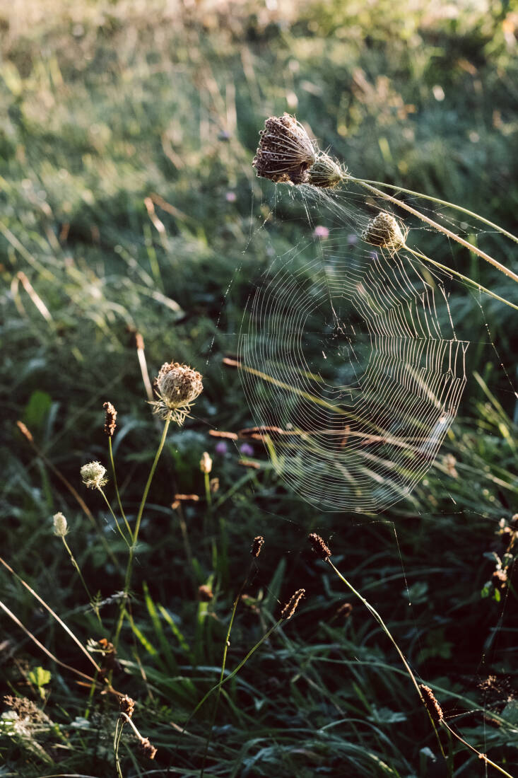 Beyond the Meadows, by Susann Probst and Yannic Schon, Spider