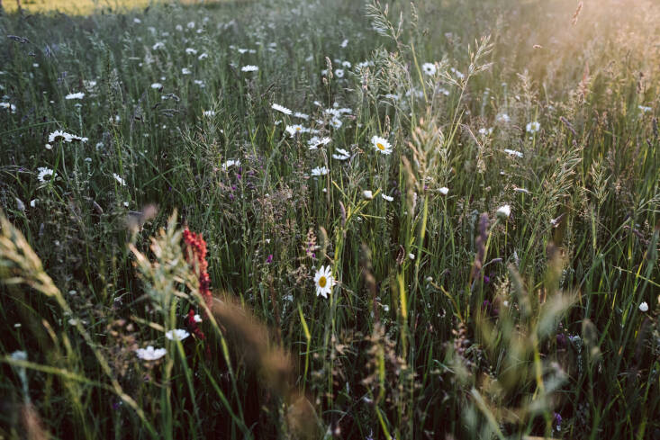 Beyond the Meadows, by Susann Probst and Yannic Schon, Wildflower Meadow