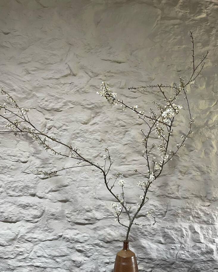 Prunus cerasifera, via Dan Pearson