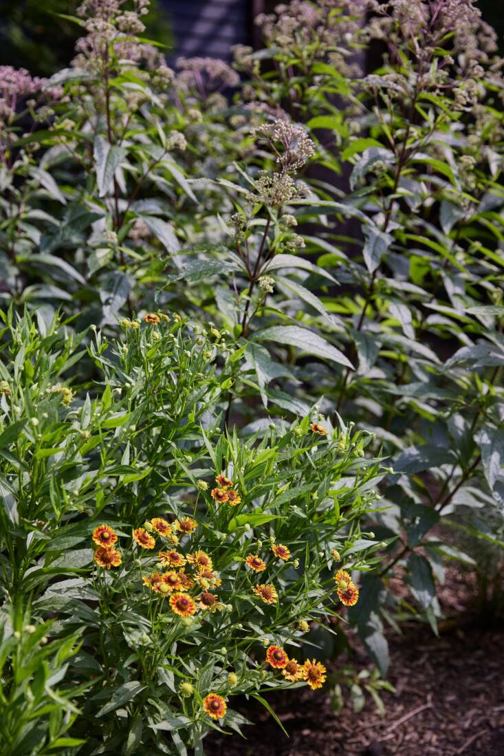 Helenium, by Brett Wood