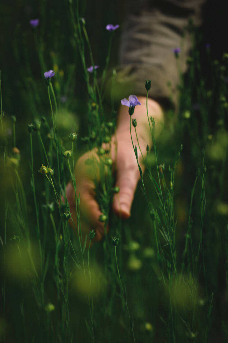 Alice Fox's Allotment Flax by Carolyn Mendelsohn