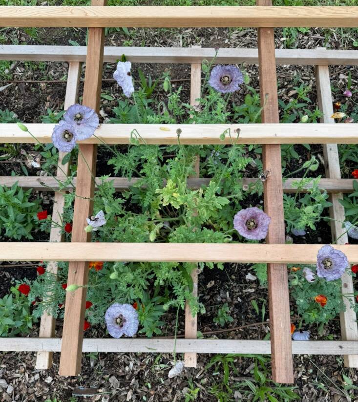 Sally Kohn DIY Cut Flower Garden Wood Supports