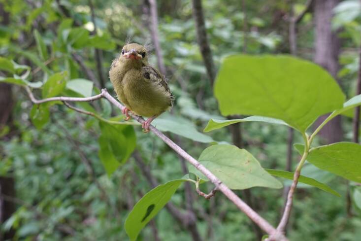 This immature Blue-Winged Warbler loves shrublands. Listen for its distinct “Bee-buzz” call and then look for them in thickets and shrubs as they dart out to eat insects. When it matures, this migrating warbler will sport a mostly yellowish body with grey-blue wings and tail. Photograph by Bruno Navasky.