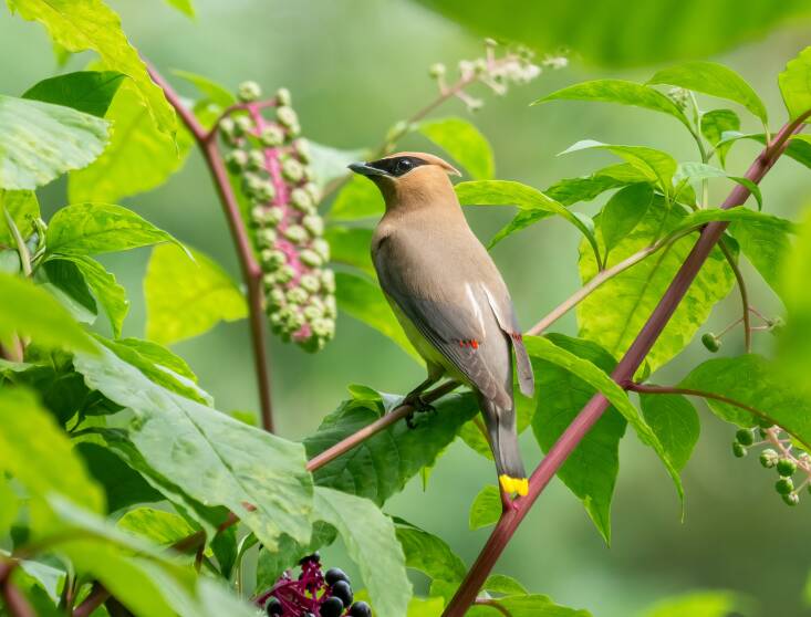 Adult Cedar Waxwings predominantly eat berries, like this pokeweed, but will also snack on insects, especially in summer. To learn more about how to support birds in your yard, visit Cornell University\2\17;s initiative Garden for Birds.  Photograph by Rhododendrites via Wikimedia. 