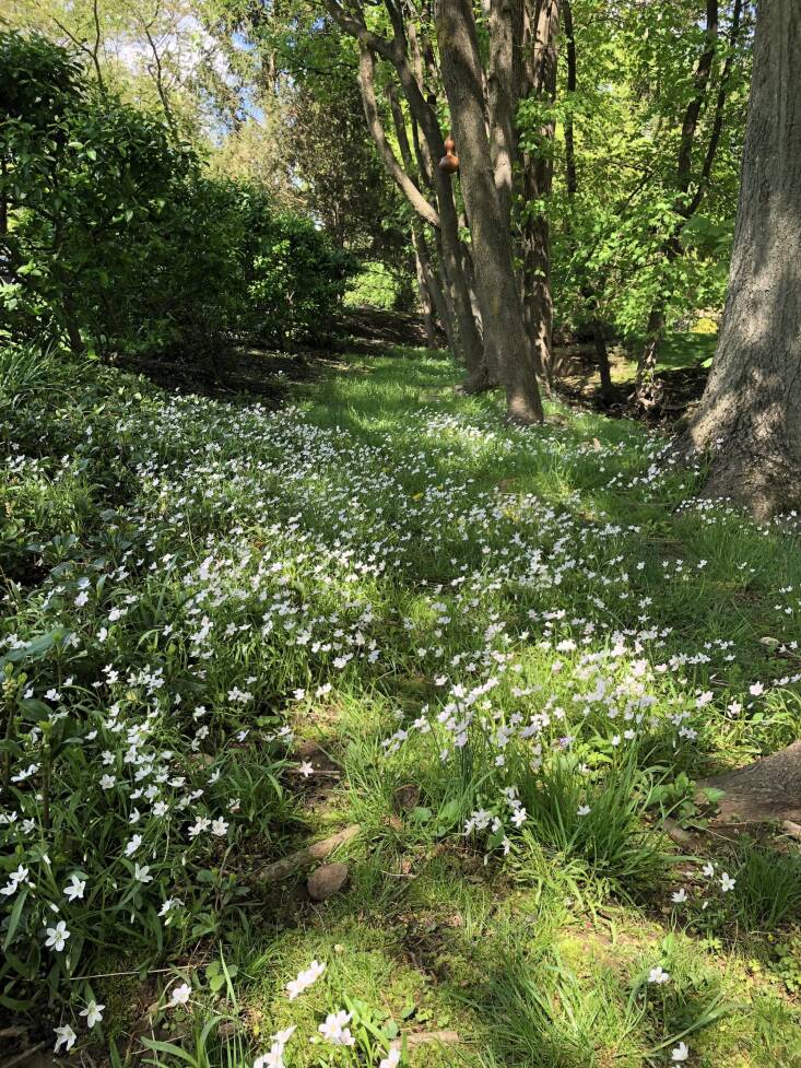  Above: Spring beauties (Claytonia virginica) is just one kind of Northeastern wildflower that will pop up in the lawn in the spring if you don’t treat it with herbicides. Not only do they make the grass more beautiful, but they also add to its diversity, which benefits birds. Photograph courtesy of Perfect Earth Project.