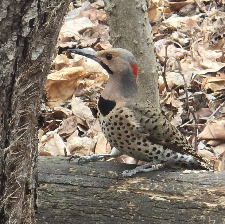 In the spring, the Northern Flicker plucks insects, mainly ants and beetles from the ground with its long, curved bill. This striking woodpecker, which is suffering declines in population, makes its home in dead trees. Support them and other birds by letting snags stand on your property. Photograph by Bruno Navasky.