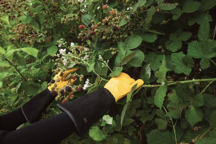 \2\20;For a committed gardener who thinks nothing of keeping different gloves for varied uses, one pair for propagation, another for \2\16;yard work\2\17; and so on, can I suggest the luxury of gauntlet gloves for handling prickles?\2\2\1; writes Kendra, who owns a pair. \2\20;Made from deerskin, Gold Leaf Tough Touch Gloves allow you to prune the thorniest roses, grasp brambles, and pull nettles by their roots. The gauntlet part adds protection to the arm and prevents bits from falling back in. They are miraculous!\2\2\1; They\2\17;re £\29.99 from the Royal Horticultural Society.
