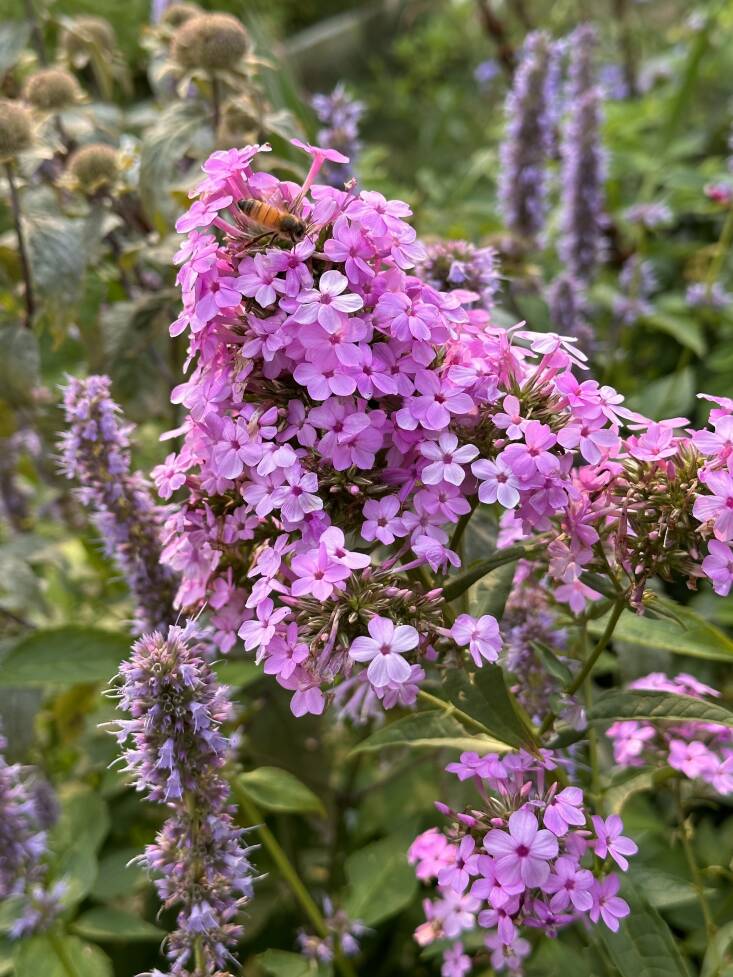 Phlox paniculata \2\16;Jeana\2\17;
