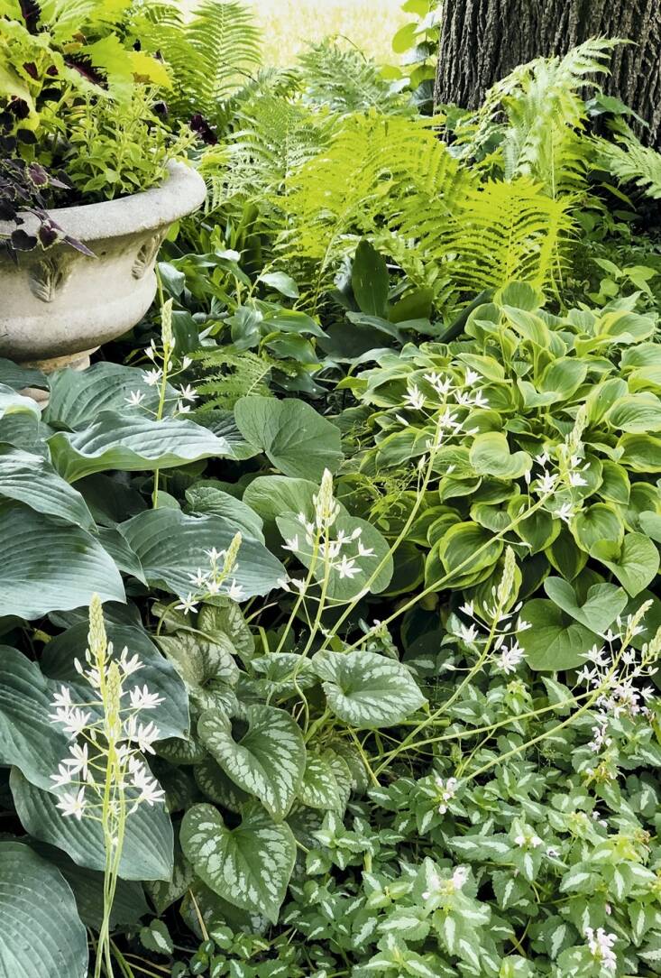 Hostas and ferns mingle with Star of Bethlehem, Siberian bugloss, and spotted dead nettle in Orr’s previous garden in Des Moines. 