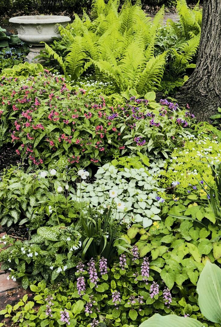 In Orr’s previous garden in Des Moines, he created a shade bed of leaf patterns and subtle colors, including many varieties of lungwort.